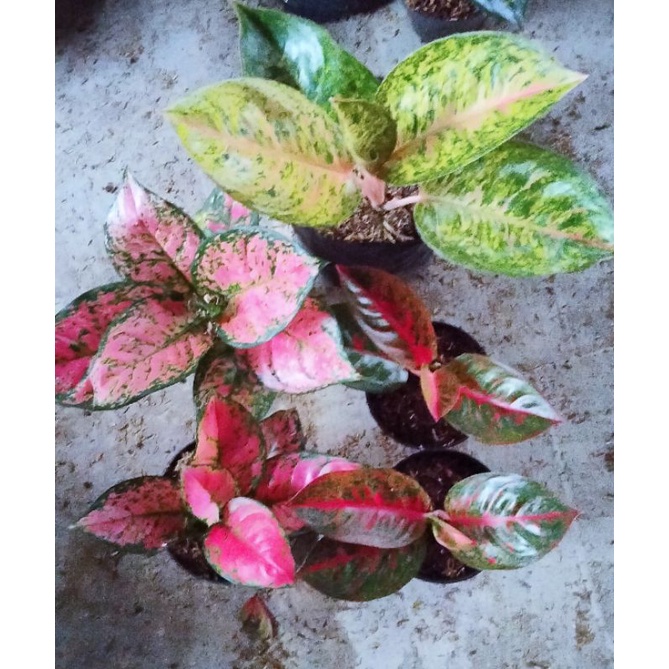 AGLAONEMA