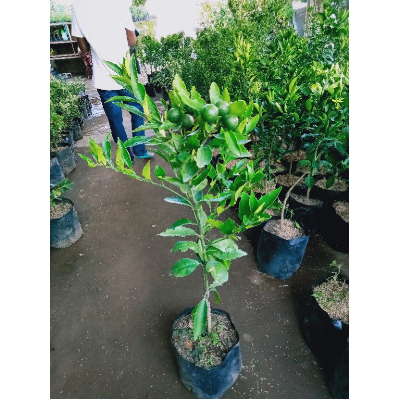bibit jeruk siem madu