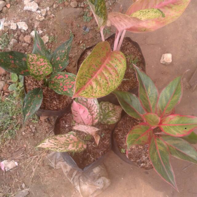 aglonema 4 jenis