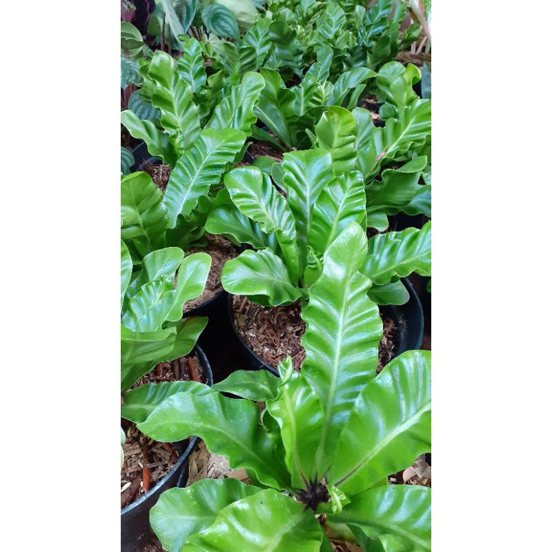 pohon kandaka