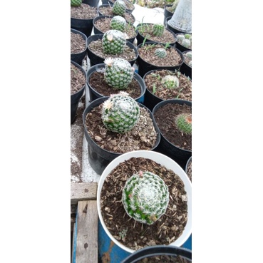 kaktus mamilaria