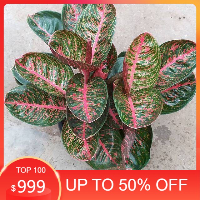 Bonggolan Aglonema Widia