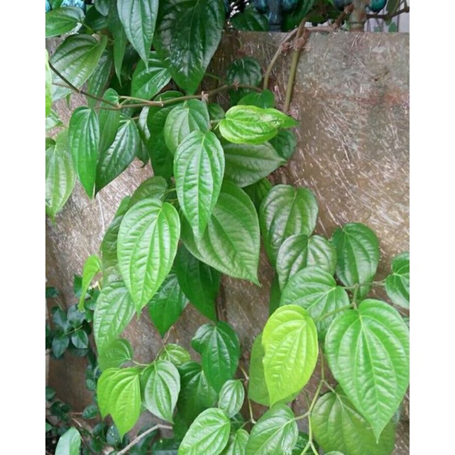 Daun Sirih Segar [Harga Perlembar]
