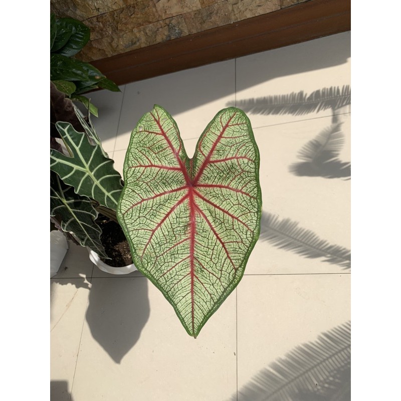 Caladium Keladi Queen