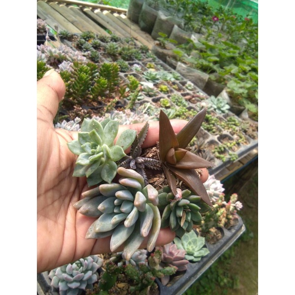 Sukulen mini sukulen murah