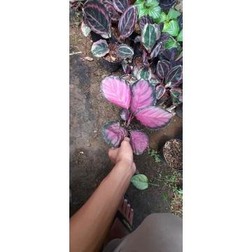calathea crimson