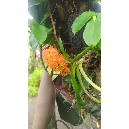 anggrek ekor tupai