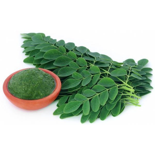 daun kelor segar