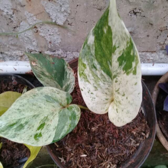 Tanaman hias sirigading varigata