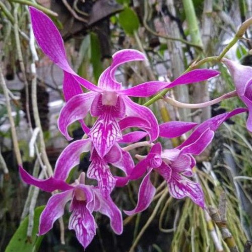 Anggrek Dendrobium Caesar Warawan kondisi Dewasa dan Spike