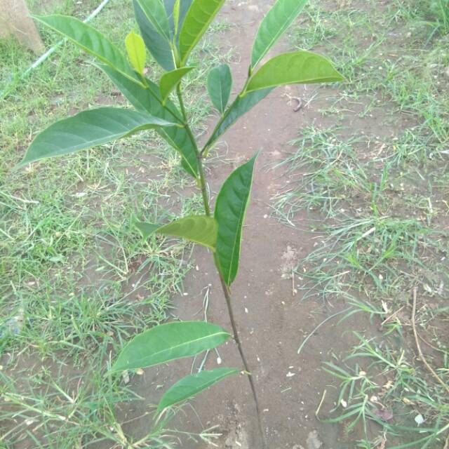 Sedling nangka