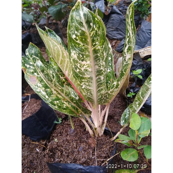 aglonema donakarmen