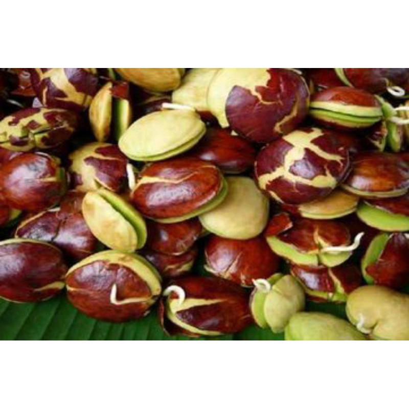 jengkol 250 gram