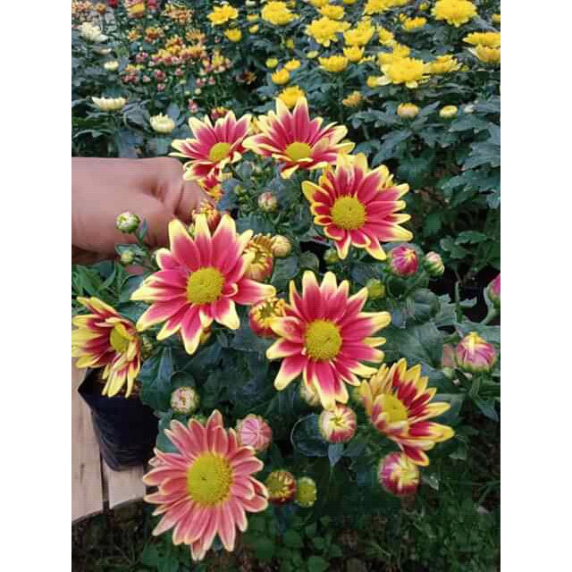 krisan/aster