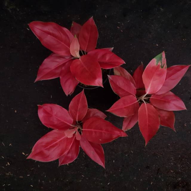 Aglonema Red Barbie