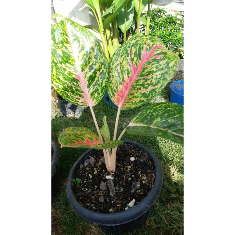 aglonema