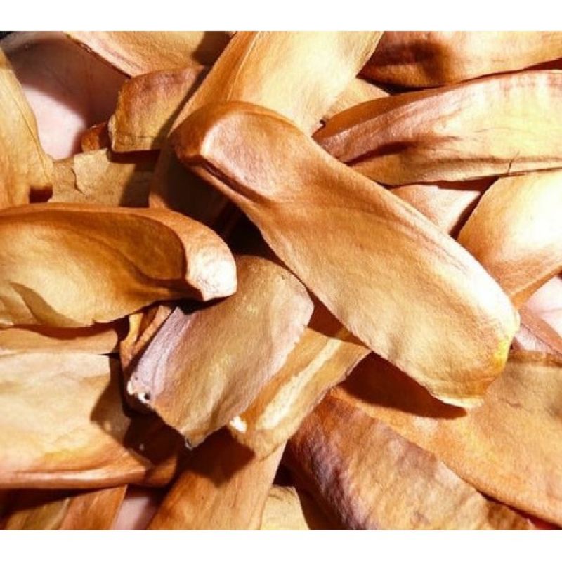 10 BIJI BUAH MAHONI