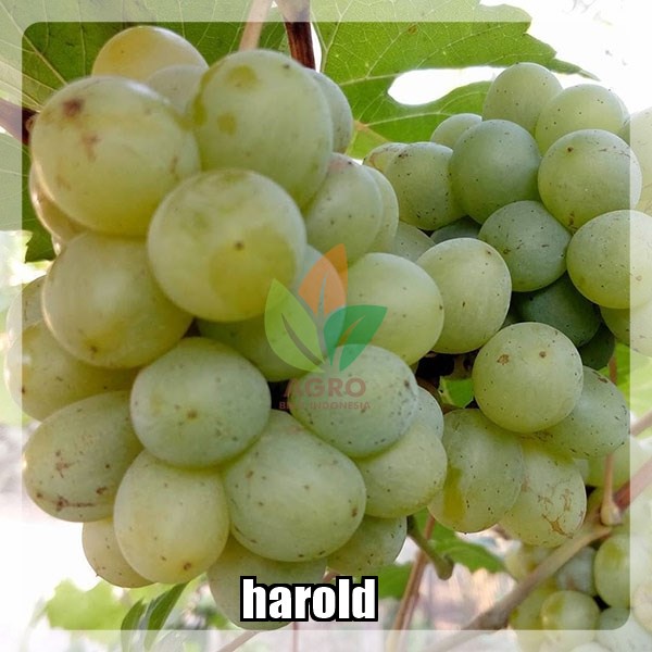 Bibit Anggur Import Harold Garansi Valid 100%