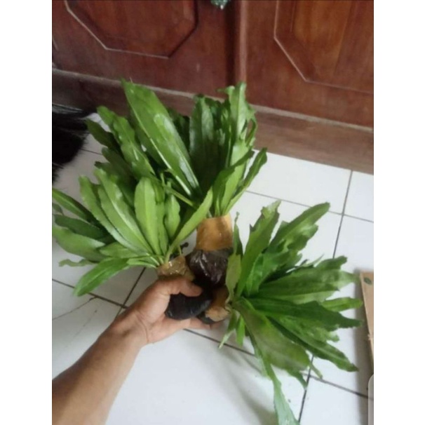 Tanaman Walang Sangit
