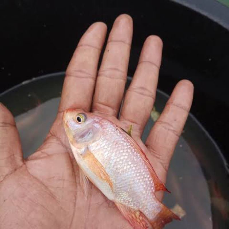 bibit nila merah