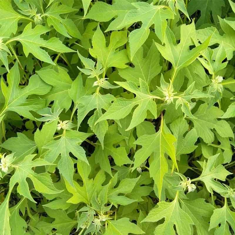 Daun insulin segar 200gr