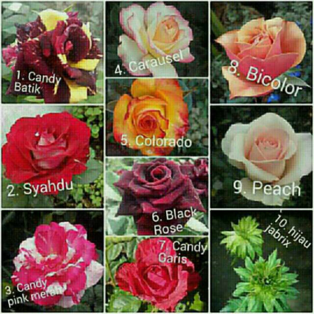 Paket Mawar isi 6