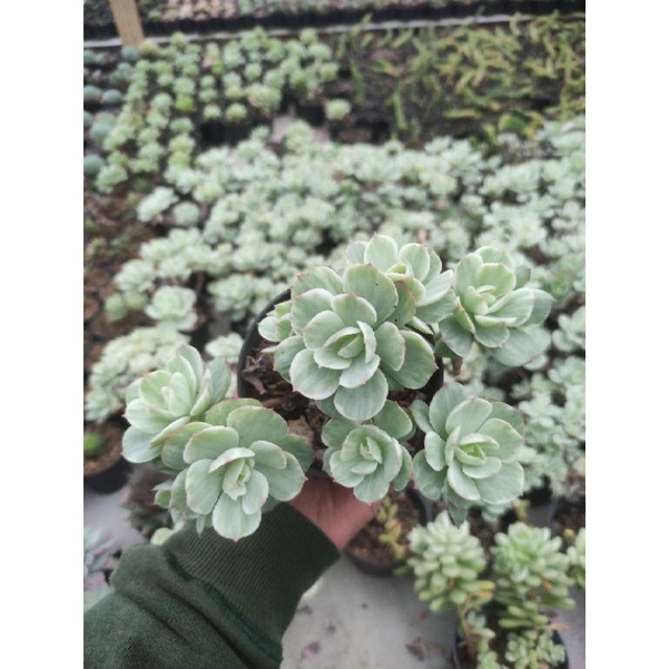 echeveria mocca variegata cluster
