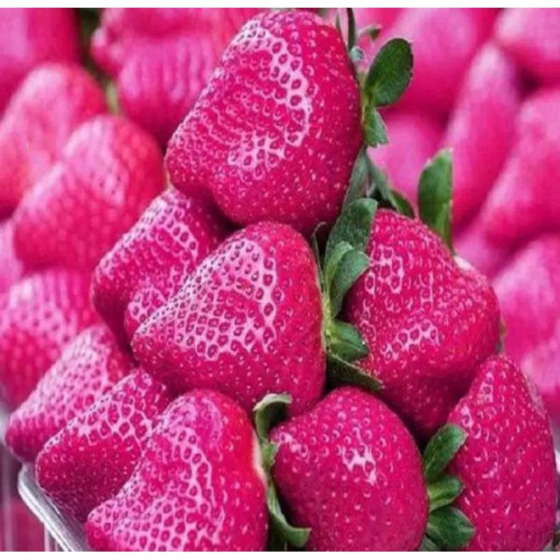 [COD] Benih bibit stroberi pink 10 biji