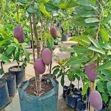 bibit mangga irwin okulasi