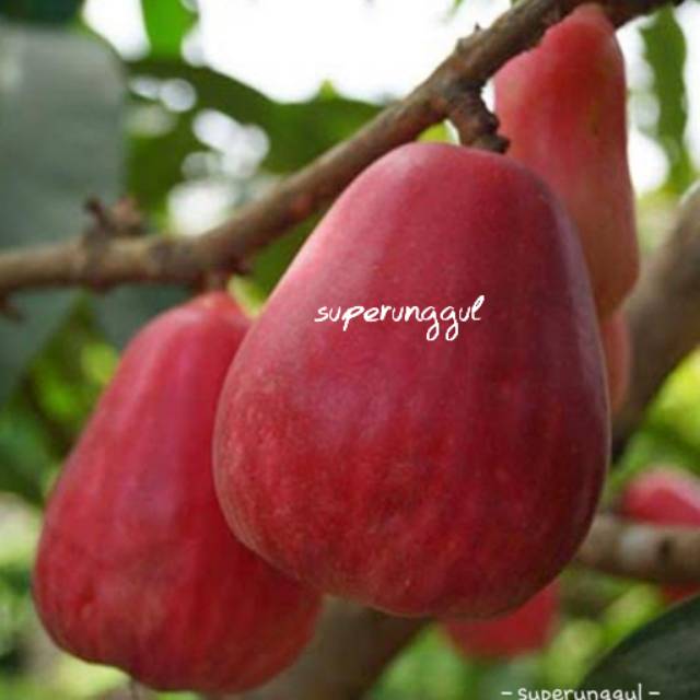 Bibit jambu jamaica terlaris (BISA COD)