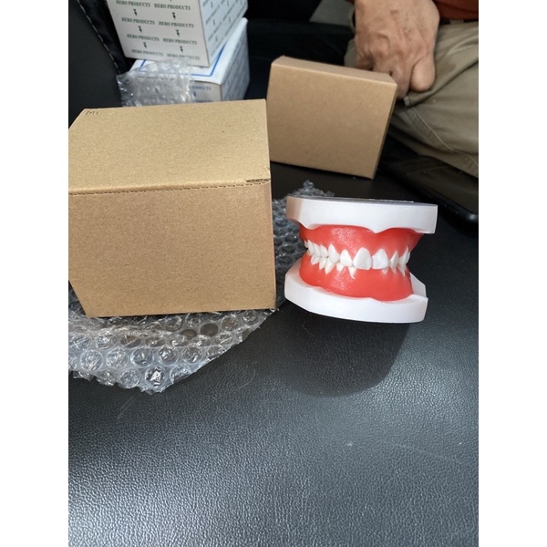 Model gigi dental study model dari Lilin