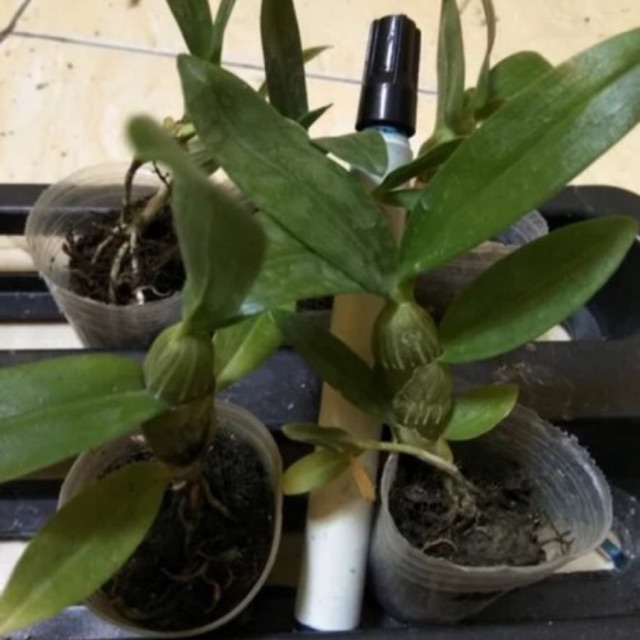 Anggrek Dendrobium nobile seedling