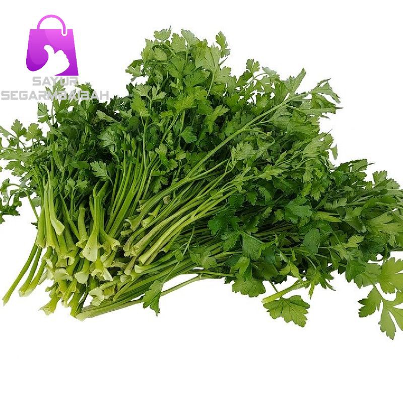 daun seledri per-ikat
