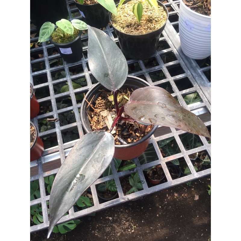 philodendron royal queen
