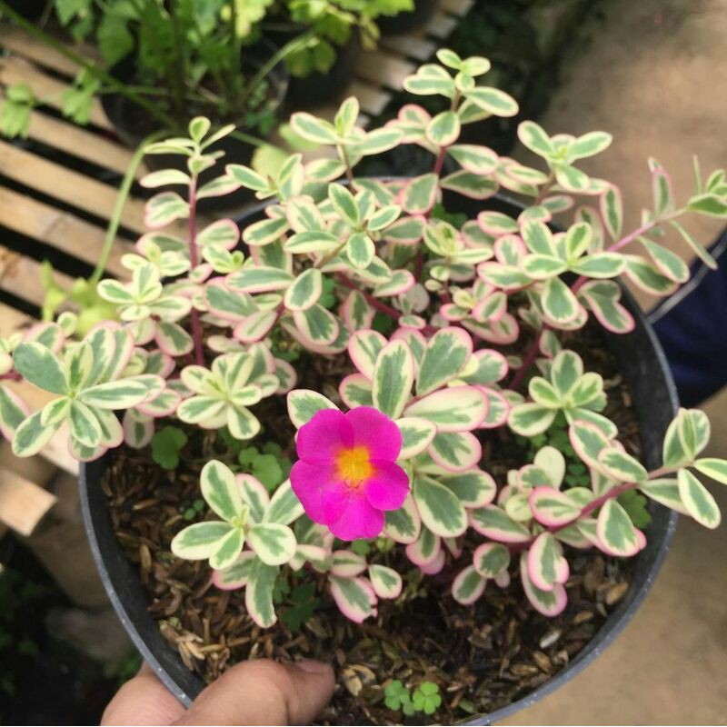 Krokot Varigata / Portulaca