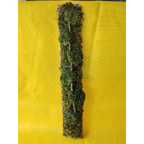 Scidapsus Snake 01
