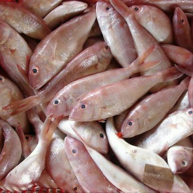 IKAN TERISI FRESH