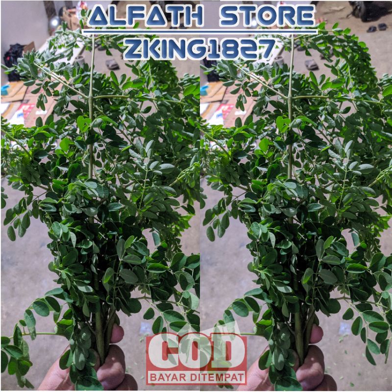 DAUN KELOR FRESH 100 GRAM