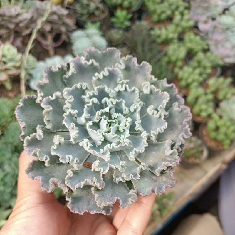 eceheveria rafles