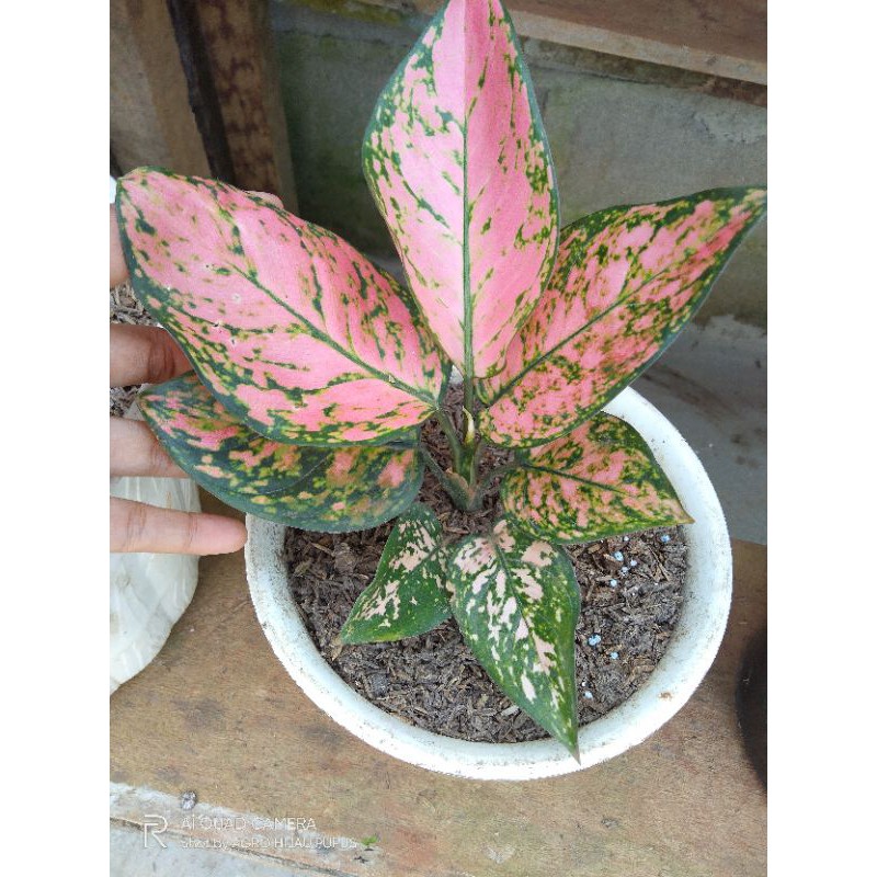 Aglonema Unggul