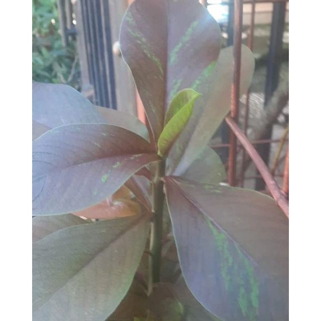ficus red blast / tanaman hias