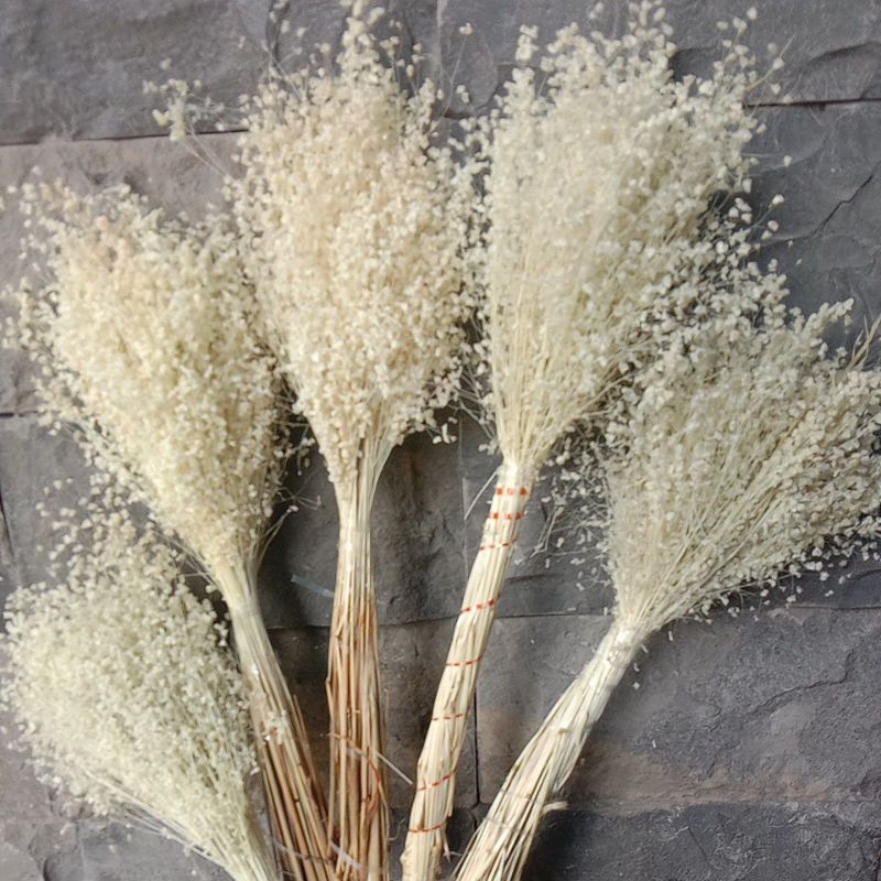 Bunga kering/wildery/avena/gandum/edelws/Lagurus