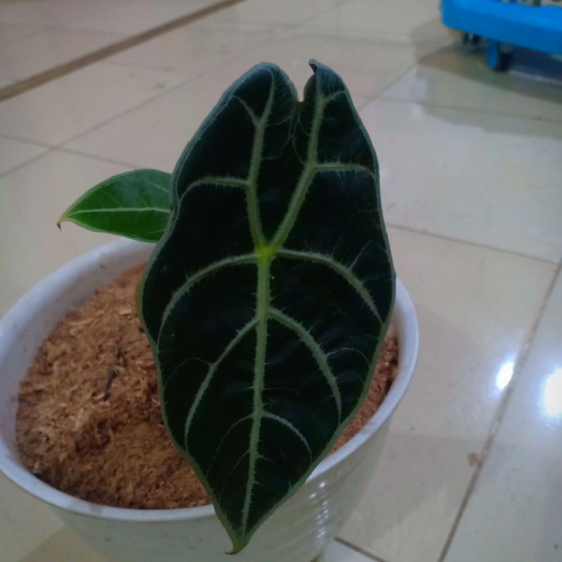 1 paket 4 watsonia