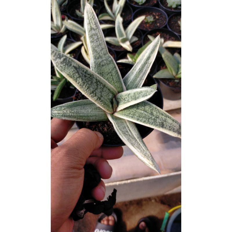 Gasteria batesiana var white