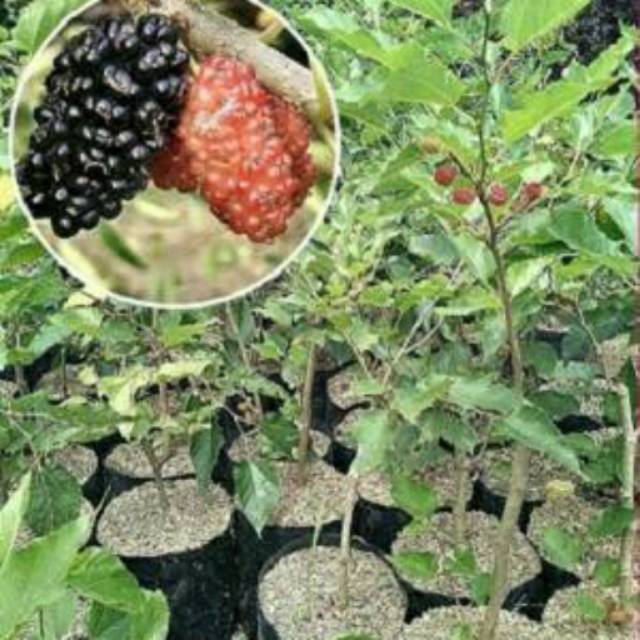 Tanaman Buah Murbei