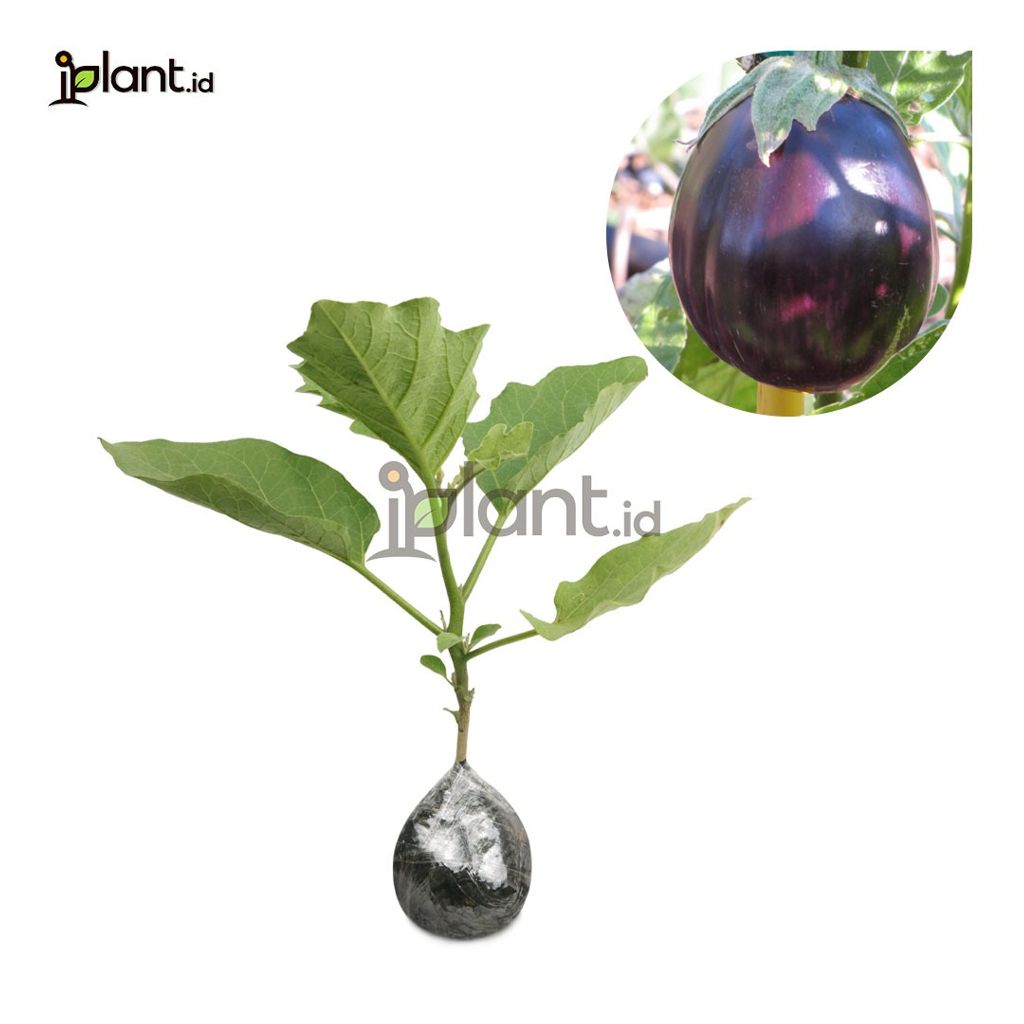 Bibit Terong