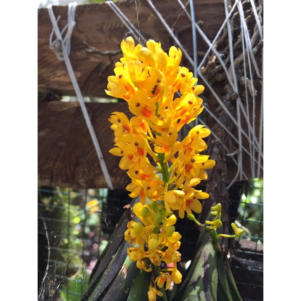 Ascosentrum aurentiacum