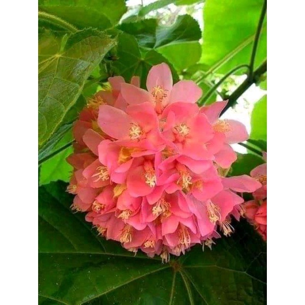 dombeya ceyeuxi unggul