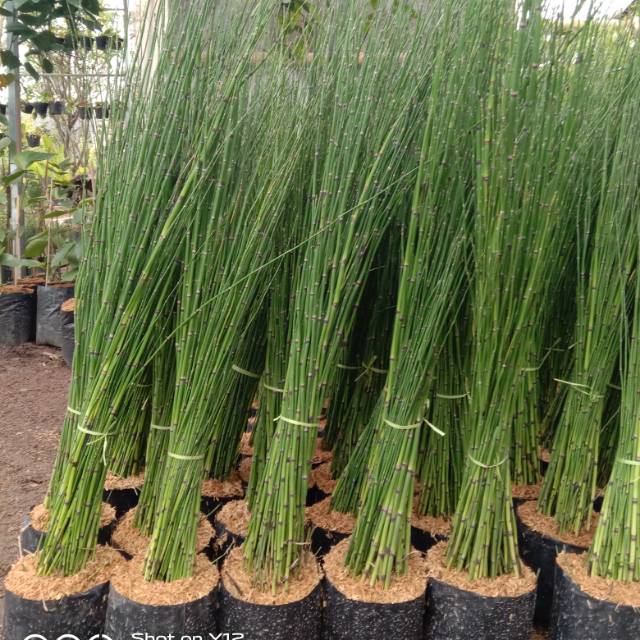 Bambu air 25-40 btg