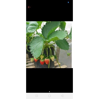 stroberry